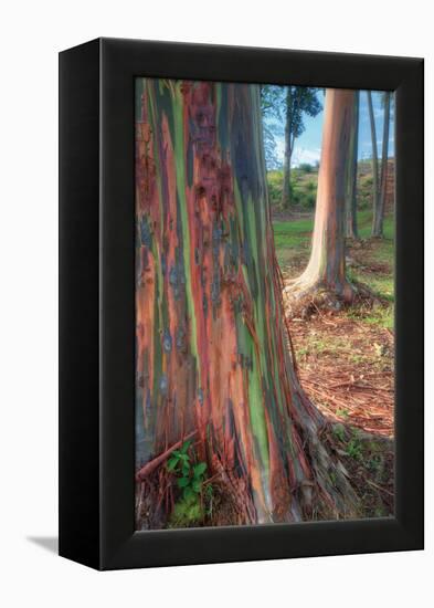 Rainbow Eucalyptus Grove, Kauai-Vincent James-Framed Premier Image Canvas