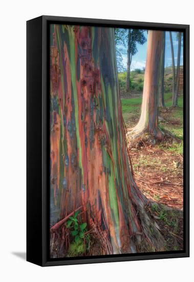 Rainbow Eucalyptus Grove, Kauai-Vincent James-Framed Premier Image Canvas