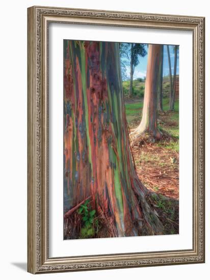 Rainbow Eucalyptus Grove, Kauai-Vincent James-Framed Photographic Print