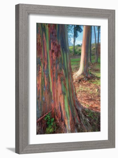 Rainbow Eucalyptus Grove, Kauai-Vincent James-Framed Photographic Print