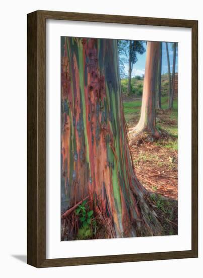 Rainbow Eucalyptus Grove, Kauai-Vincent James-Framed Photographic Print