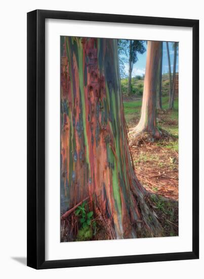 Rainbow Eucalyptus Grove, Kauai-Vincent James-Framed Photographic Print