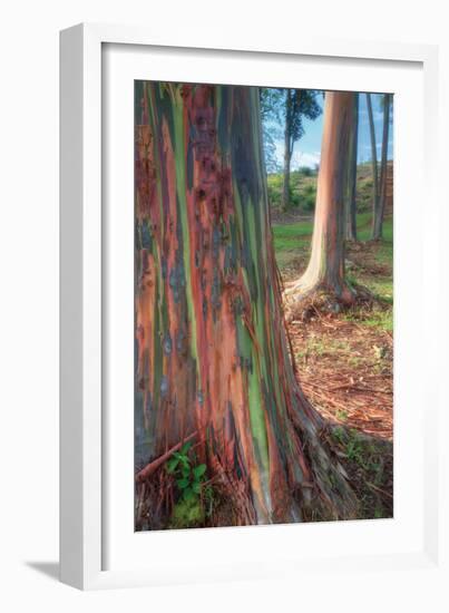 Rainbow Eucalyptus Grove, Kauai-Vincent James-Framed Photographic Print