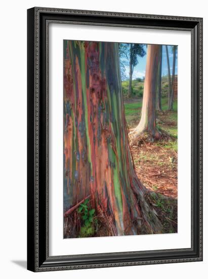 Rainbow Eucalyptus Grove, Kauai-Vincent James-Framed Photographic Print