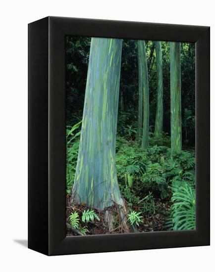 Rainbow Eucalyptus (Mindanao Gum) Trees-James Randklev-Framed Premier Image Canvas