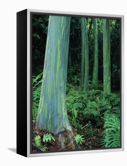 Rainbow Eucalyptus (Mindanao Gum) Trees-James Randklev-Framed Premier Image Canvas