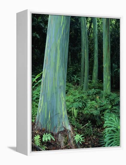 Rainbow Eucalyptus (Mindanao Gum) Trees-James Randklev-Framed Premier Image Canvas