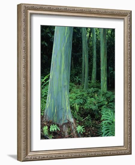 Rainbow Eucalyptus (Mindanao Gum) Trees-James Randklev-Framed Photographic Print