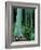 Rainbow Eucalyptus (Mindanao Gum) Trees-James Randklev-Framed Photographic Print