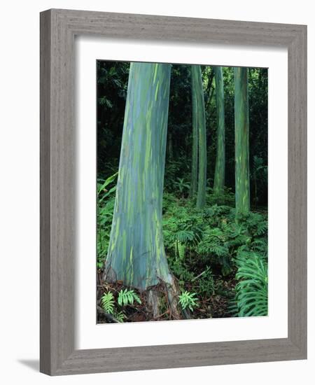 Rainbow Eucalyptus (Mindanao Gum) Trees-James Randklev-Framed Photographic Print