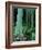 Rainbow Eucalyptus (Mindanao Gum) Trees-James Randklev-Framed Photographic Print