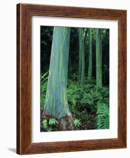 Rainbow Eucalyptus (Mindanao Gum) Trees-James Randklev-Framed Photographic Print