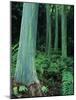 Rainbow Eucalyptus (Mindanao Gum) Trees-James Randklev-Mounted Photographic Print