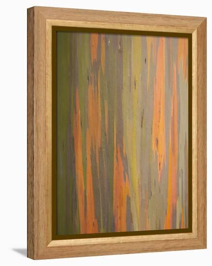Rainbow Eucalyptus Tree Bark-Lew Robertson-Framed Premier Image Canvas