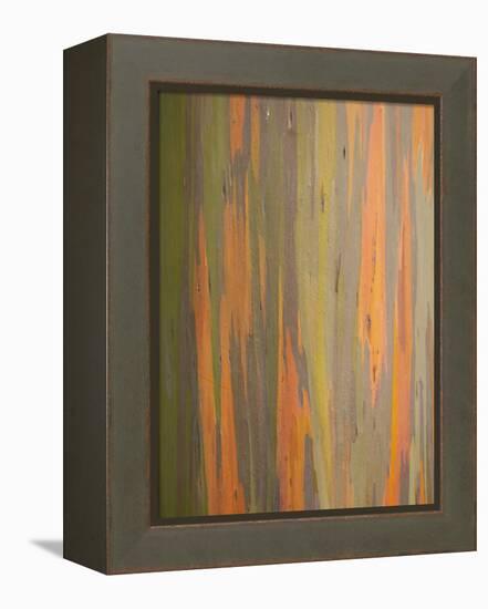 Rainbow Eucalyptus Tree Bark-Lew Robertson-Framed Premier Image Canvas