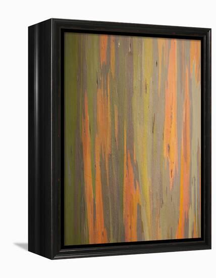 Rainbow Eucalyptus Tree Bark-Lew Robertson-Framed Premier Image Canvas