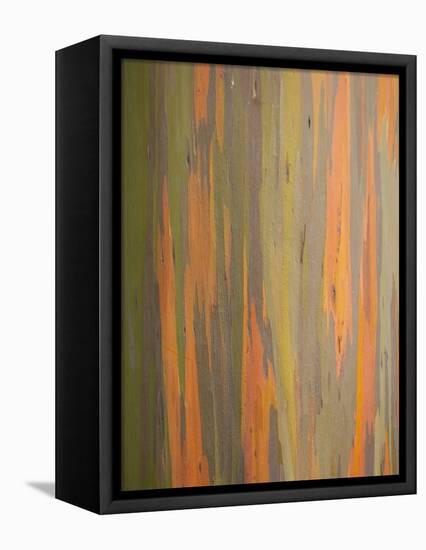 Rainbow Eucalyptus Tree Bark-Lew Robertson-Framed Premier Image Canvas