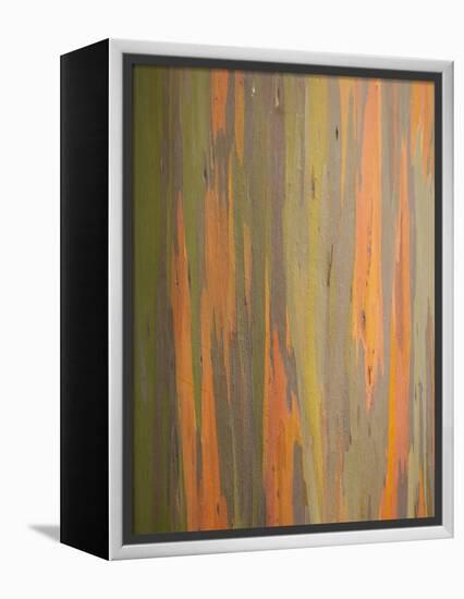 Rainbow Eucalyptus Tree Bark-Lew Robertson-Framed Premier Image Canvas