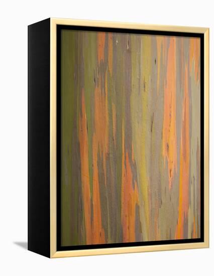 Rainbow Eucalyptus Tree Bark-Lew Robertson-Framed Premier Image Canvas