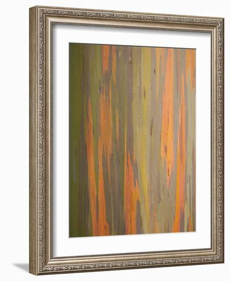 Rainbow Eucalyptus Tree Bark-Lew Robertson-Framed Photographic Print