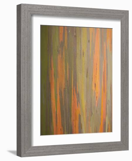 Rainbow Eucalyptus Tree Bark-Lew Robertson-Framed Photographic Print