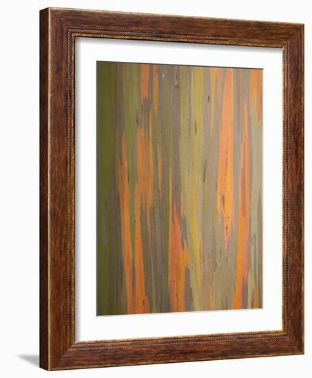 Rainbow Eucalyptus Tree Bark-Lew Robertson-Framed Photographic Print