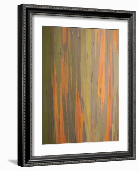 Rainbow Eucalyptus Tree Bark-Lew Robertson-Framed Photographic Print