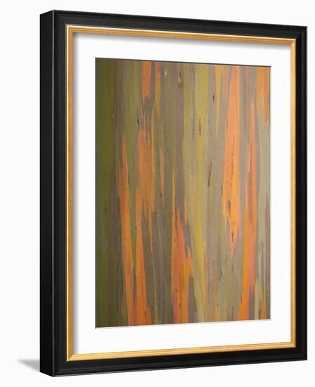 Rainbow Eucalyptus Tree Bark-Lew Robertson-Framed Photographic Print