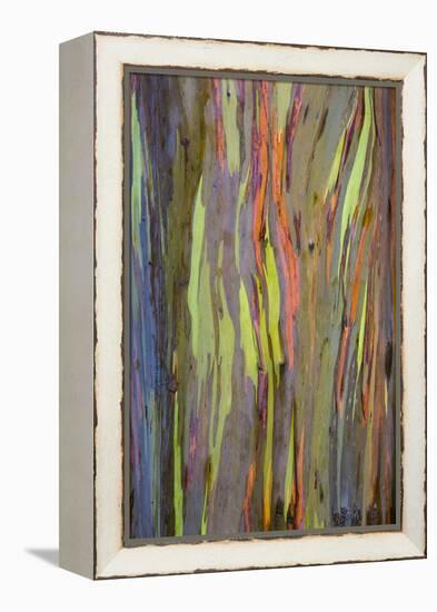 Rainbow Eucalyptus Trees (Eucalyptus Deglupta)-Terry Eggers-Framed Premier Image Canvas