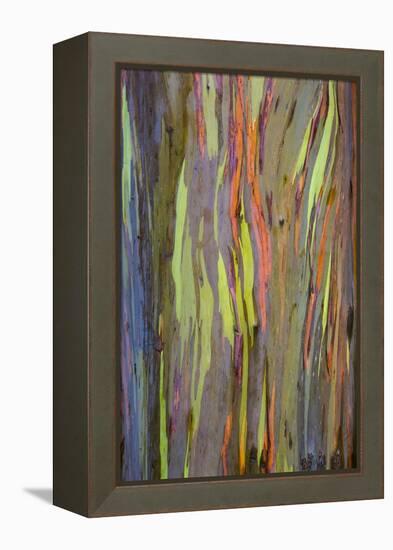 Rainbow Eucalyptus Trees (Eucalyptus Deglupta)-Terry Eggers-Framed Premier Image Canvas