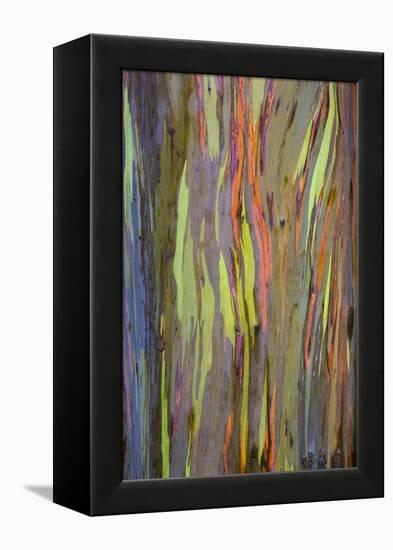 Rainbow Eucalyptus Trees (Eucalyptus Deglupta)-Terry Eggers-Framed Premier Image Canvas