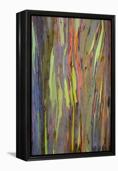 Rainbow Eucalyptus Trees (Eucalyptus Deglupta)-Terry Eggers-Framed Premier Image Canvas