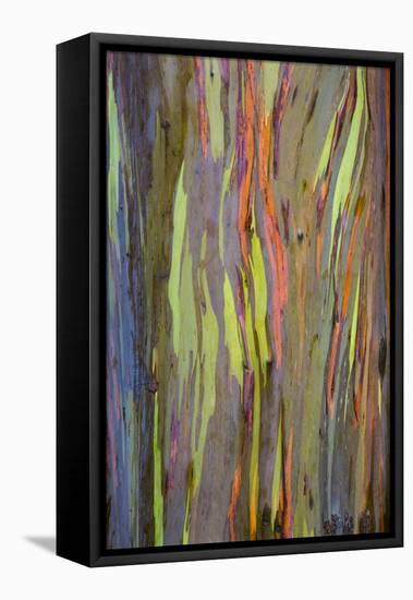 Rainbow Eucalyptus Trees (Eucalyptus Deglupta)-Terry Eggers-Framed Premier Image Canvas