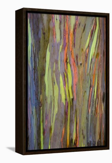 Rainbow Eucalyptus Trees (Eucalyptus Deglupta)-Terry Eggers-Framed Premier Image Canvas