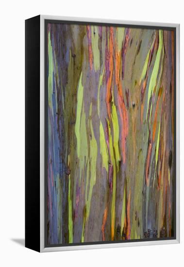 Rainbow Eucalyptus Trees (Eucalyptus Deglupta)-Terry Eggers-Framed Premier Image Canvas