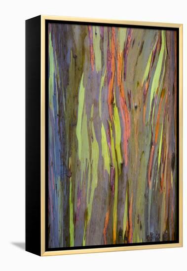 Rainbow Eucalyptus Trees (Eucalyptus Deglupta)-Terry Eggers-Framed Premier Image Canvas