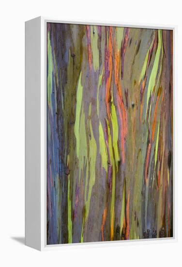 Rainbow Eucalyptus Trees (Eucalyptus Deglupta)-Terry Eggers-Framed Premier Image Canvas