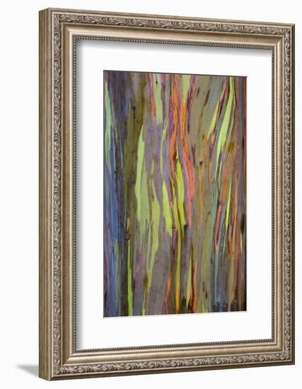 Rainbow Eucalyptus Trees (Eucalyptus Deglupta)-Terry Eggers-Framed Photographic Print