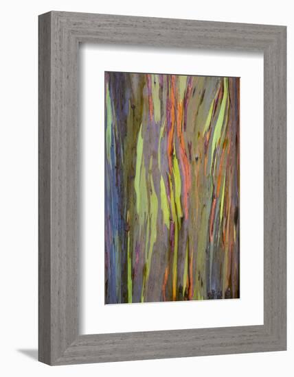 Rainbow Eucalyptus Trees (Eucalyptus Deglupta)-Terry Eggers-Framed Photographic Print