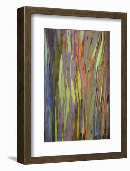 Rainbow Eucalyptus Trees (Eucalyptus Deglupta)-Terry Eggers-Framed Photographic Print