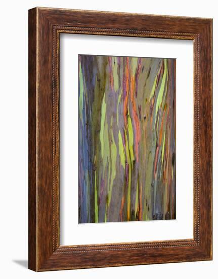 Rainbow Eucalyptus Trees (Eucalyptus Deglupta)-Terry Eggers-Framed Photographic Print