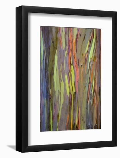 Rainbow Eucalyptus Trees (Eucalyptus Deglupta)-Terry Eggers-Framed Photographic Print