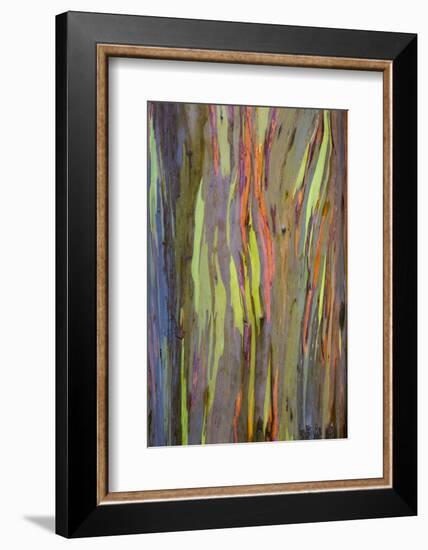 Rainbow Eucalyptus Trees (Eucalyptus Deglupta)-Terry Eggers-Framed Photographic Print