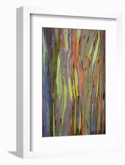 Rainbow Eucalyptus Trees (Eucalyptus Deglupta)-Terry Eggers-Framed Photographic Print