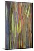 Rainbow Eucalyptus Trees (Eucalyptus Deglupta)-Terry Eggers-Mounted Photographic Print