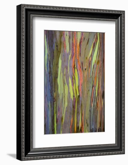 Rainbow Eucalyptus Trees (Eucalyptus Deglupta)-Terry Eggers-Framed Photographic Print