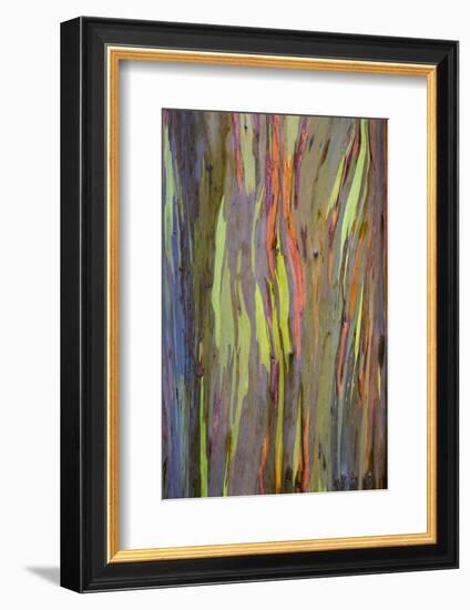 Rainbow Eucalyptus Trees (Eucalyptus Deglupta)-Terry Eggers-Framed Photographic Print