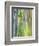 Rainbow Eucalyptus Trunk Near Hana, Maui, Hawaii, Usa-Rob Tilley-Framed Premium Photographic Print