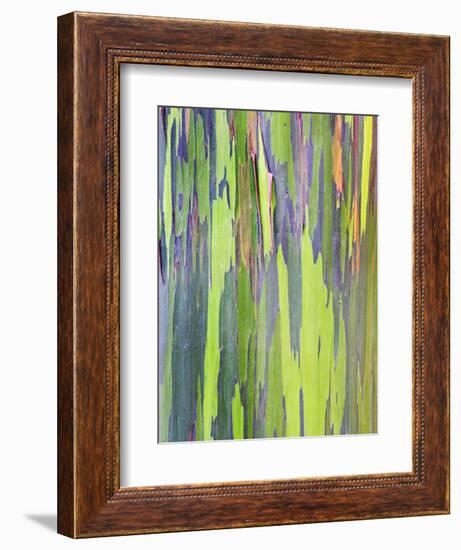 Rainbow Eucalyptus Trunk Near Hana, Maui, Hawaii, Usa-Rob Tilley-Framed Premium Photographic Print