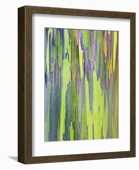 Rainbow Eucalyptus Trunk Near Hana, Maui, Hawaii, Usa-Rob Tilley-Framed Photographic Print